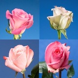 Pink Roses