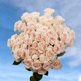 Spray Rose Assorted Pinks 100 Flowers 360 Blooms