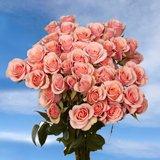 Pink Spray Roses 100