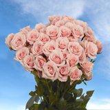 Pink Spray Roses