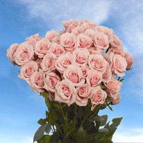 Spray Rose Assorted Pinks 100 Flowers 360 Blooms
