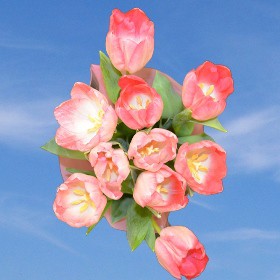 Pink Tulip Flowers