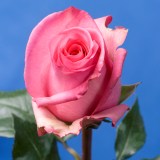 Priceless Roses