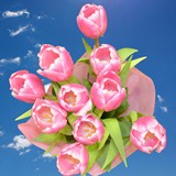 Pink White Tulips