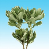 Pittosporum Filler