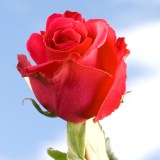 Poison Roses