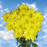 Chrysanthemums Yellow Cushion   36 Stems  180 Blooms