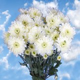 Chrysanthemums White Cushion  36 Stems  180 Blooms