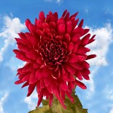 Chrysanthemums Burgundy Disbud 100 Flowers