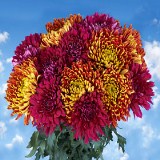 Chrysanthemums Assorted Disbud 50 Flowers