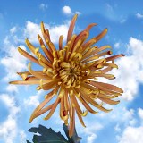 Chrysanthemums Bronze Fuji Spider Mums 50 Flowers