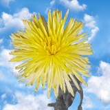 Chrysanthemums Yellow Fuji Spider Mums 50 Flowers