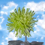 Chrysanthemums Green Fuji Spider Mums 50 Green Flowers