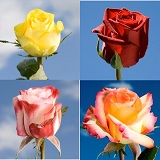 Premium Wedding Roses Premium Wedding Roses