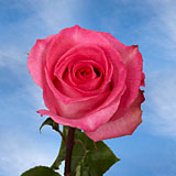 Priceless Roses 100