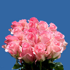 Priceless Roses Long 75
