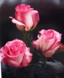 Priceless Roses