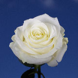 Proud Roses