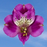 Purple Alstroemerias