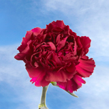 200 Cheap Purple Carnations