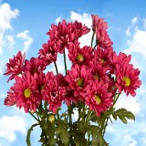 Chrysanthemums 72 Burgundy/Lavander Daisy  Flowers