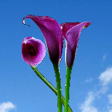 Purple Flowers