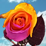 Purple-Orange Rainbow Roses 100 Rainbow Roses