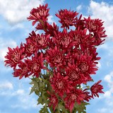 Chrysanthemums Burgundy/Lavander Cushion  Flowers 36