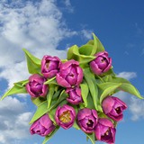 60 Purple Tulip Flowers