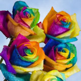 Rainbow Wedding Roses Rainbow Wedding Roses