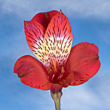 Red Alstroemerias