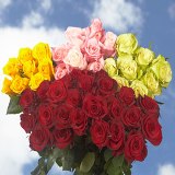 Red and Color Wedding Roses Red and Color Wedding Roses