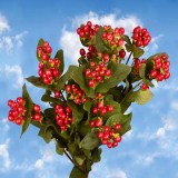 Hypericum Cherry 60 Flowers