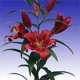 Asiatic Lilies Red