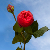 Garden Roses Piano Red 72 Roses