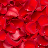 4200 Rose Petals Red