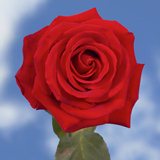 Red Roses