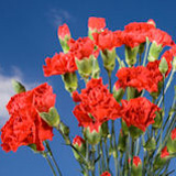 Red  Mini  Carnations