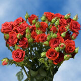 Red Spray Roses