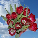 Red Tulip Flowers