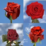 Red Wedding Roses Red Wedding Roses