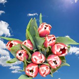 Red White Tulips