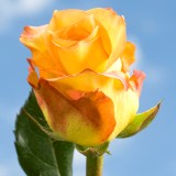 Latin Beauty Roses