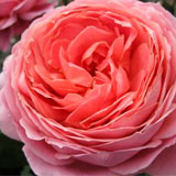 Garden Rose Romantic Antike 72 Roses