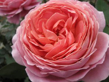 Garden Rose Romantic Antike 72 Roses