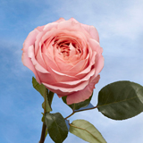 Garden Roses Romantic Antike 72 Roses