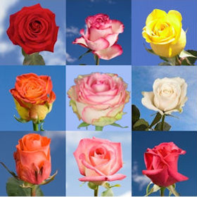 Roses By Color Roses By Color