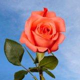 Movie Star Roses
