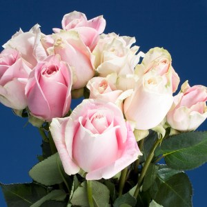 Rosita Vendela Roses 200