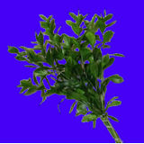 Ruscus Flowers 10 Bunches  Green Flowers